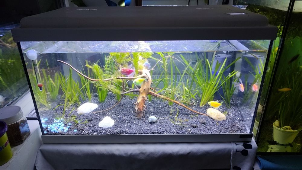 Acvariu cu pesti 54l  plante scoici pesti cioata filtru capac led