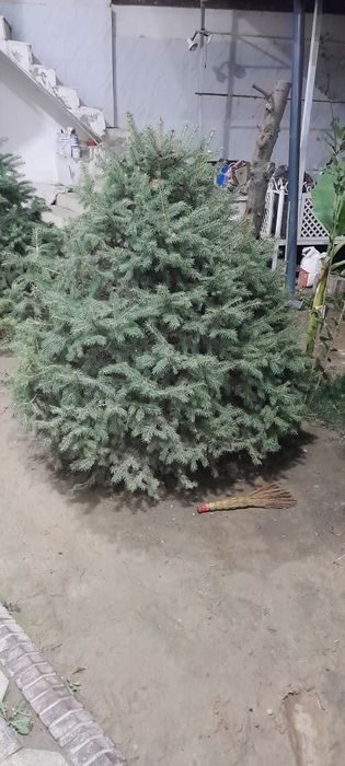 3ta wunqa archamiz bor sotiladi