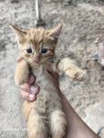Аклли  мушукчалар  сотилади.