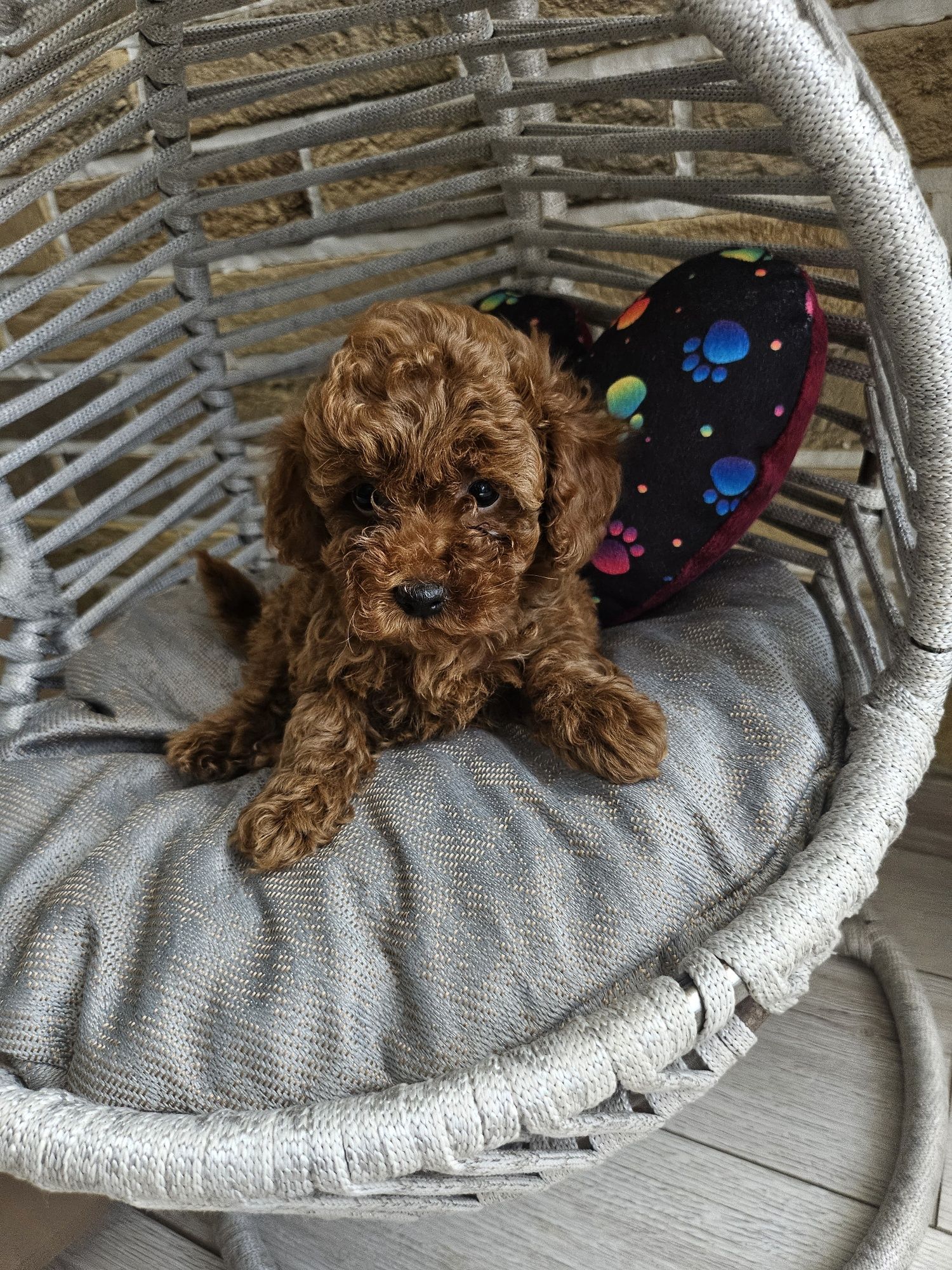 Резервирано !Пудел той/Toy poodle/Pedigree