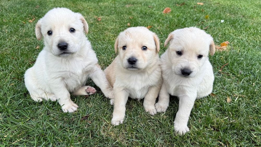 Отдам щенков лобладора даром