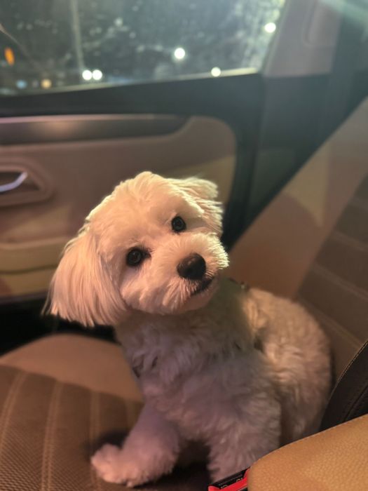 Bichon Maltez - femela