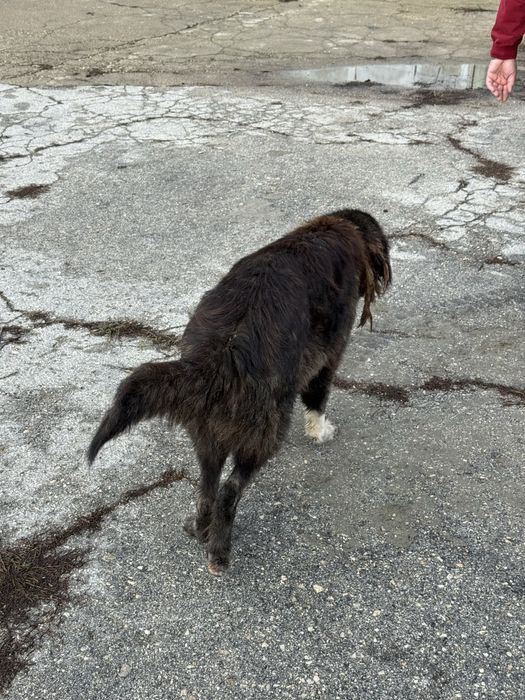 Куче търси нов дом