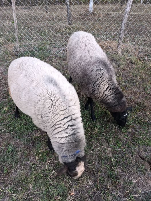 Vând oi de rasa Romanov