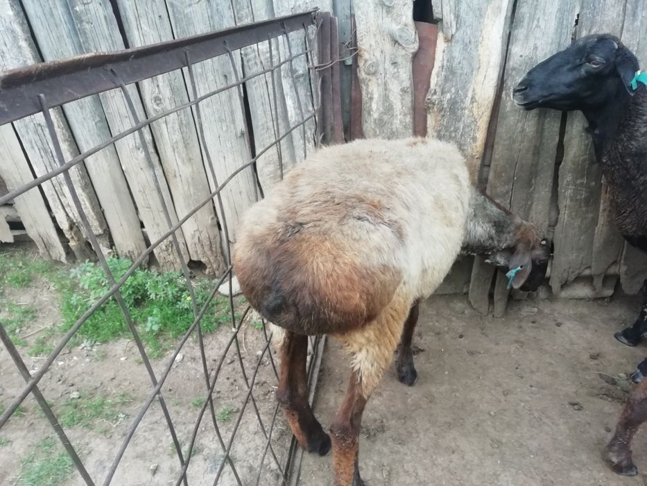 Продам баранов и коз.