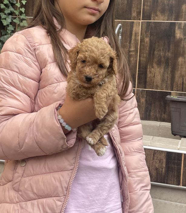 Предлагаме ТОП Мини Пудел