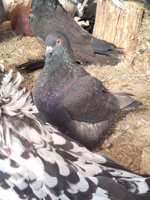 Porumbeii  Texani  si lahore