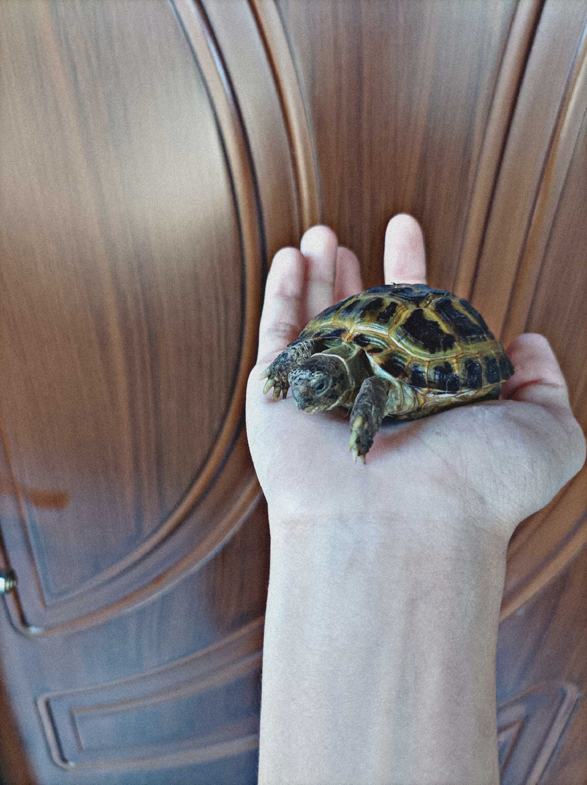 Toshbaqa bolasi sotiladi!