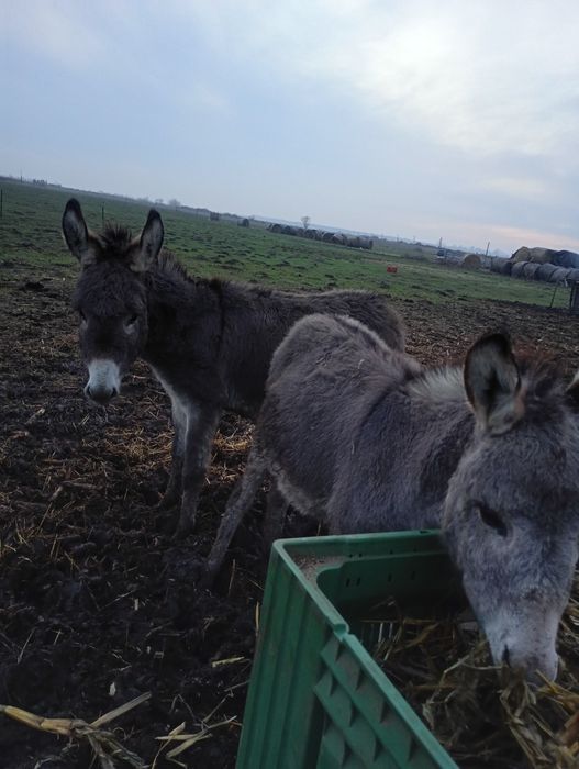 Vând 2 măgari , armăsari