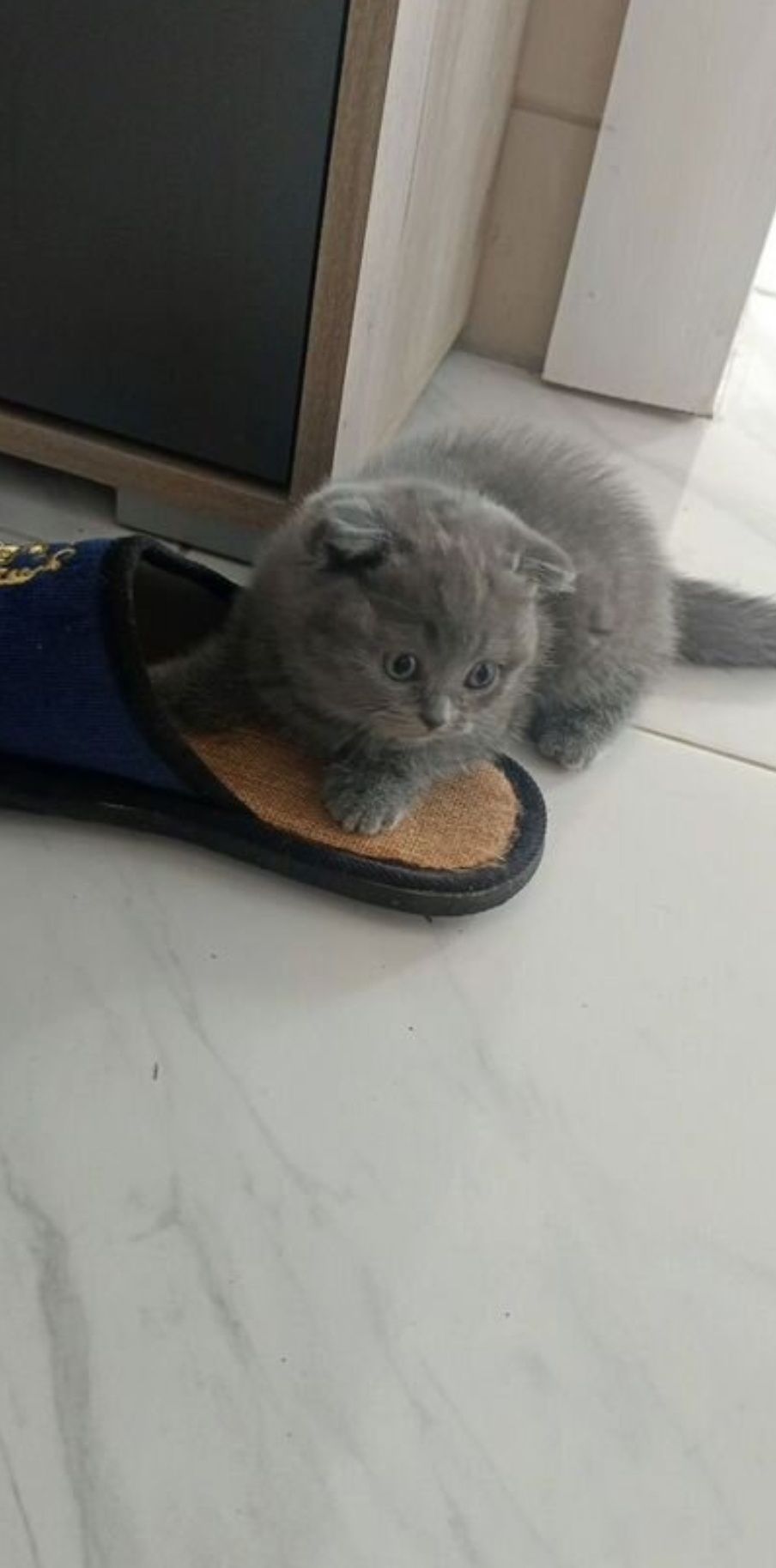 Милые котчта, к лотку приучены  умные голубых окрасов