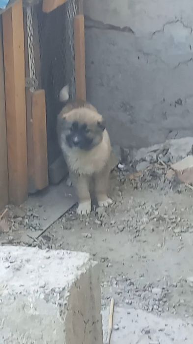 Кавказский щенок девочка