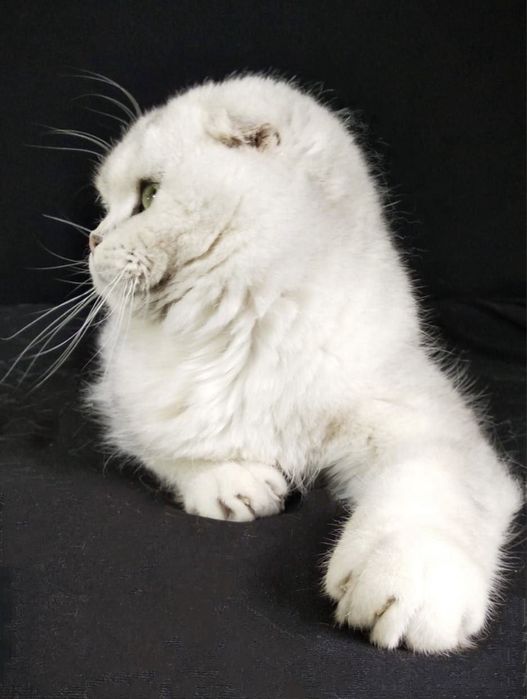 Вязка !!!SOTILMIDI Супер красавчик шотландский вислоухий KoTNs11331