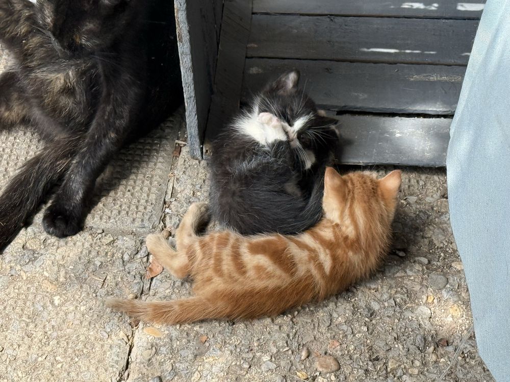 Малки котенца търсят дом