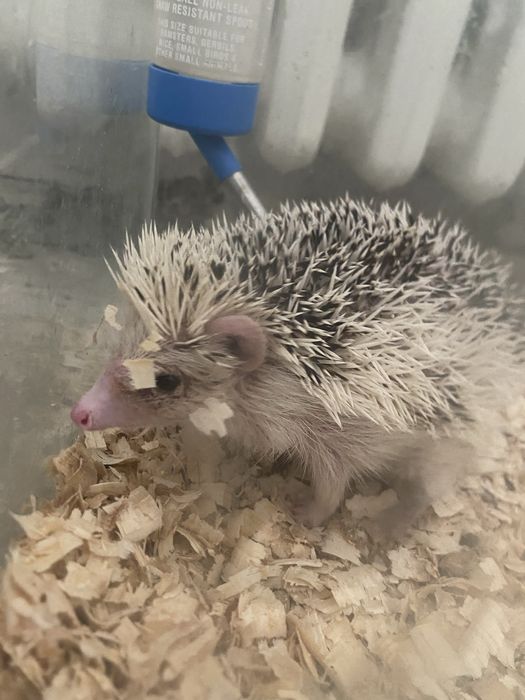 Vand arici african foarte prietenos