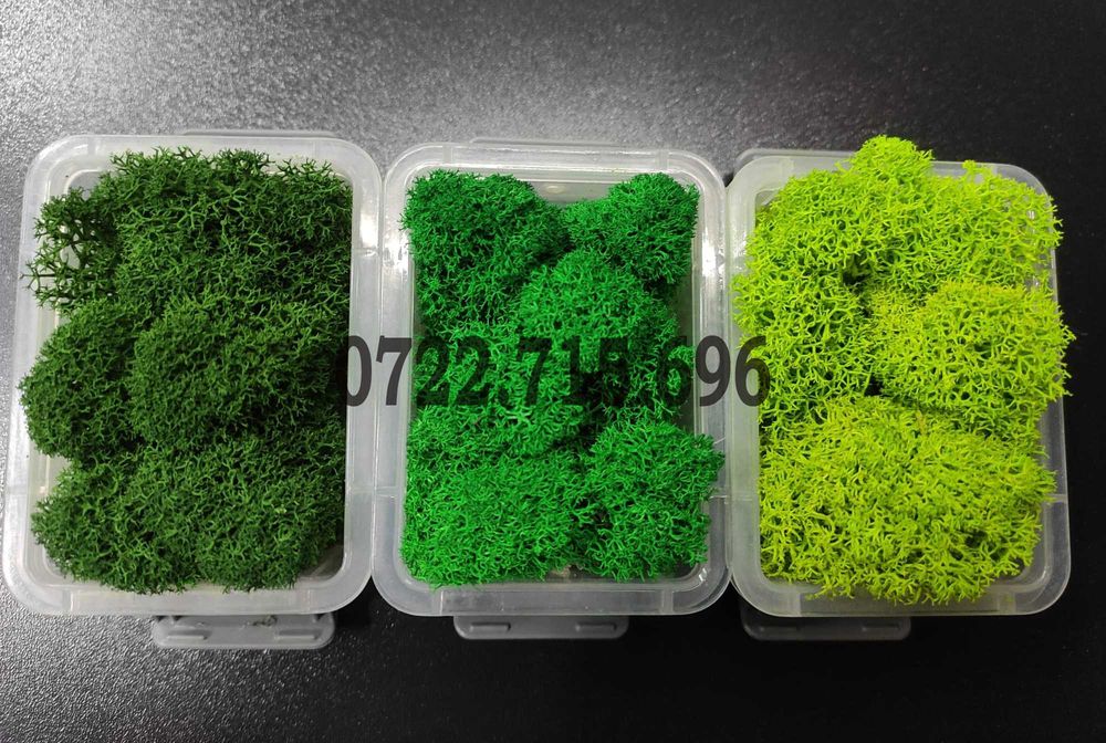 Licheni Bucuresti. Licheni Premium, importator direct