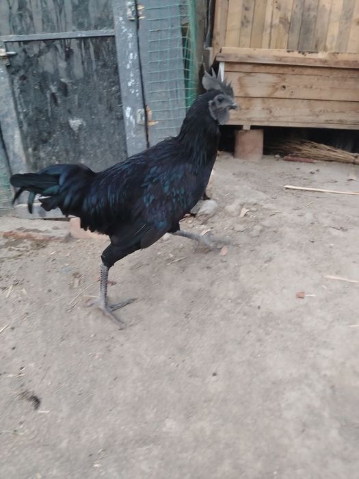 Ухавли хороз 6 ойлик бир ой булди кичкириб босяпти, 150 минг