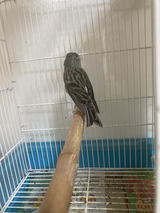 De vanzarehibrid canarus