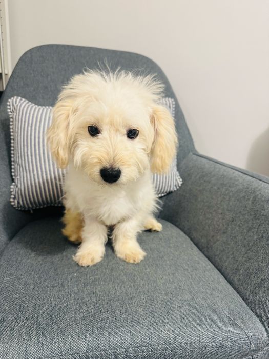 Adoptie responsabila