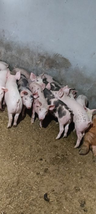 Vând miei pentru crescut