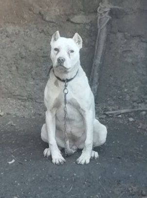 Argentina dogosi