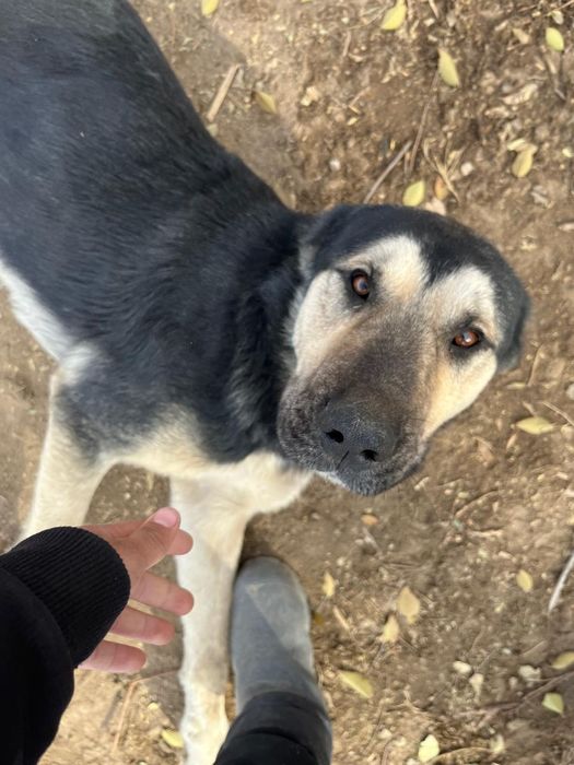 Әкесі бой төбет шешесі курцхар