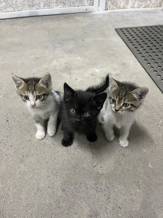 Отдам котят даром