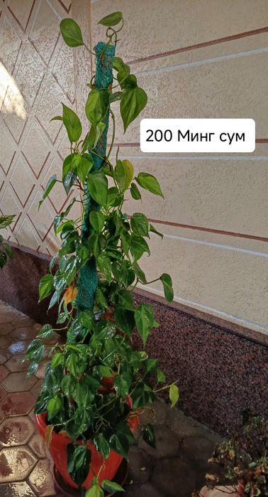 Хонаки гуллар, цветы