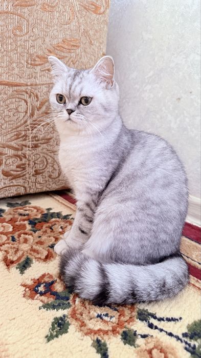 Продаётся кошка шиншилла, 1 год