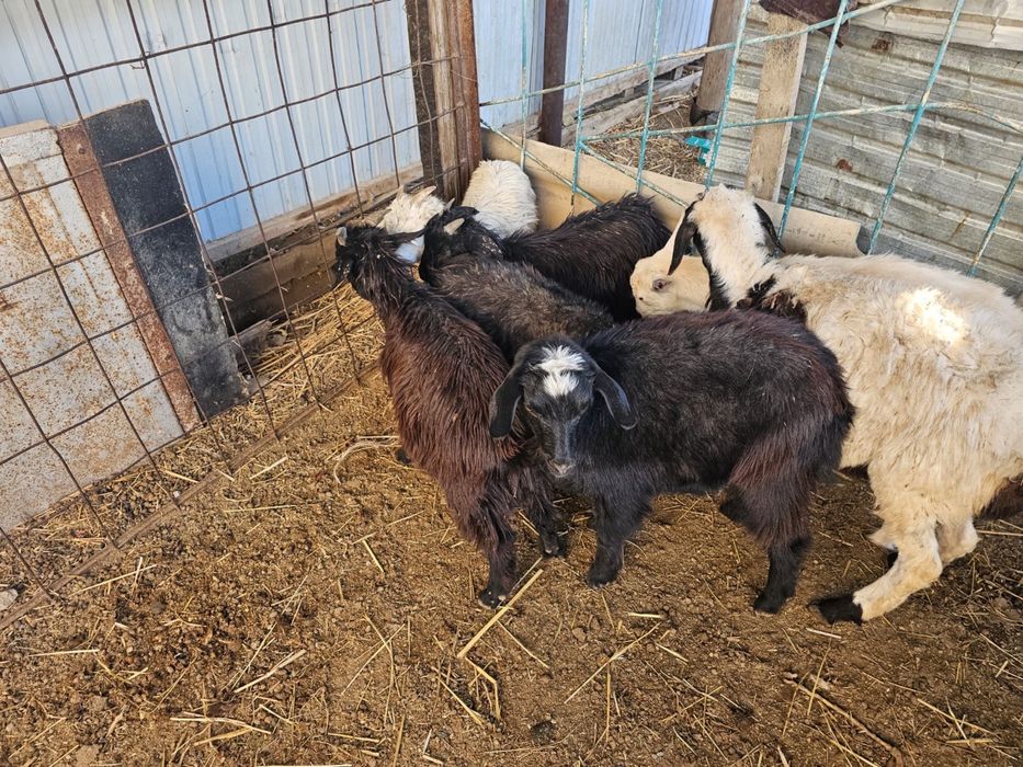 13 мыңнан лақтар бар