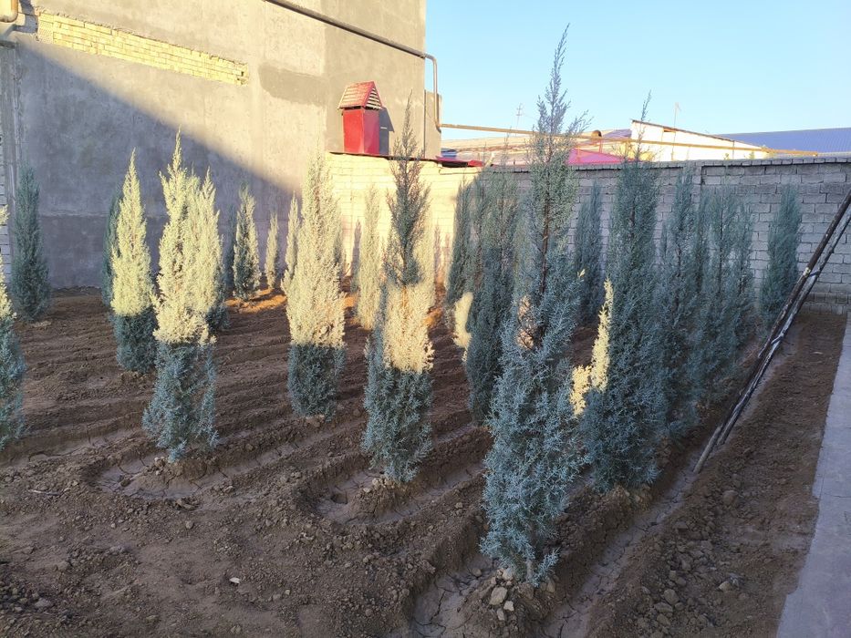 Арча Аризонская кепарис Италия сотилади