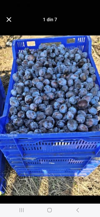 Prune timpuri de luna octombrie disponibil pentru orice client!