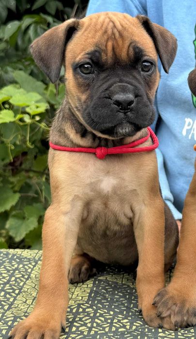 Cane corso 2 luni