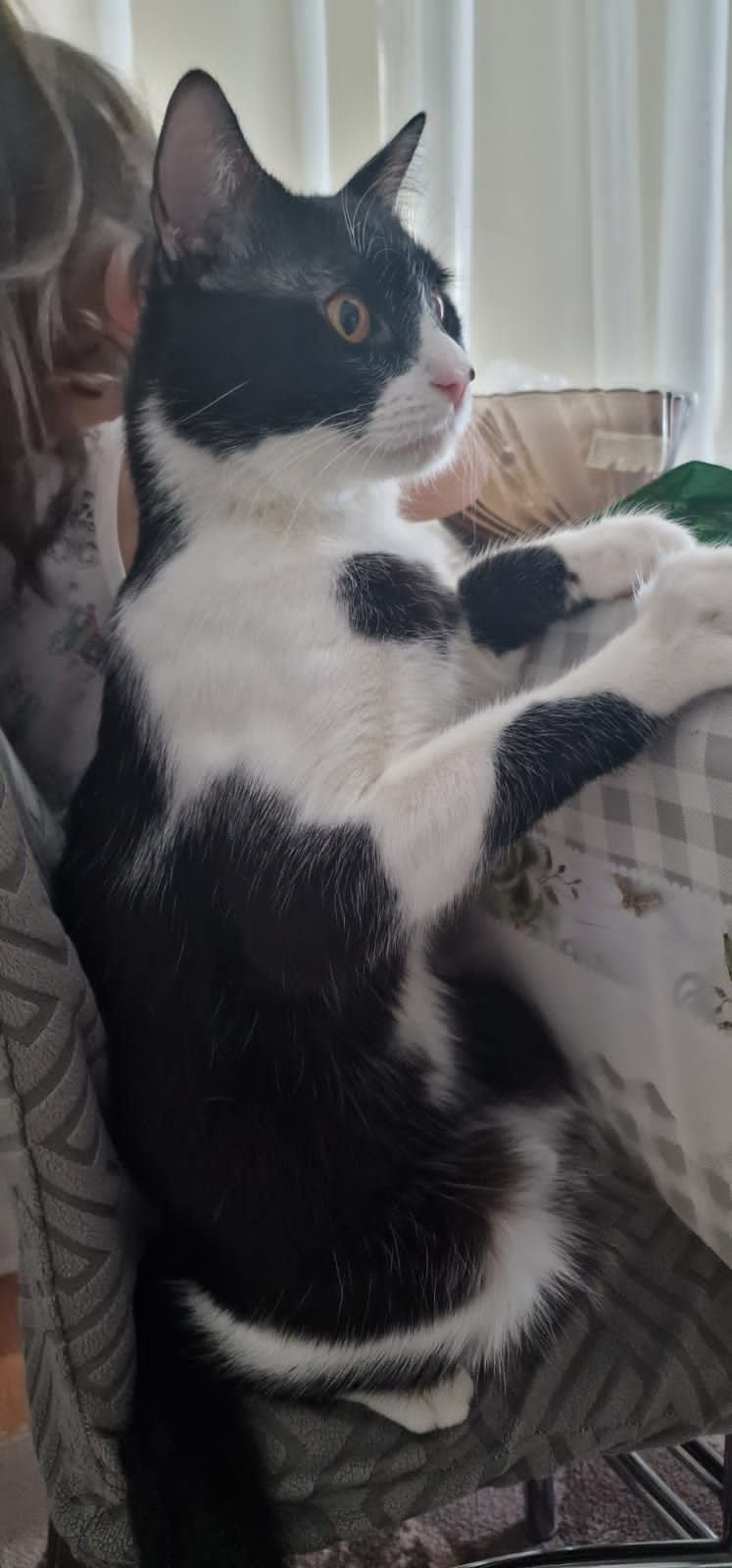 кошка домашная бесплатно