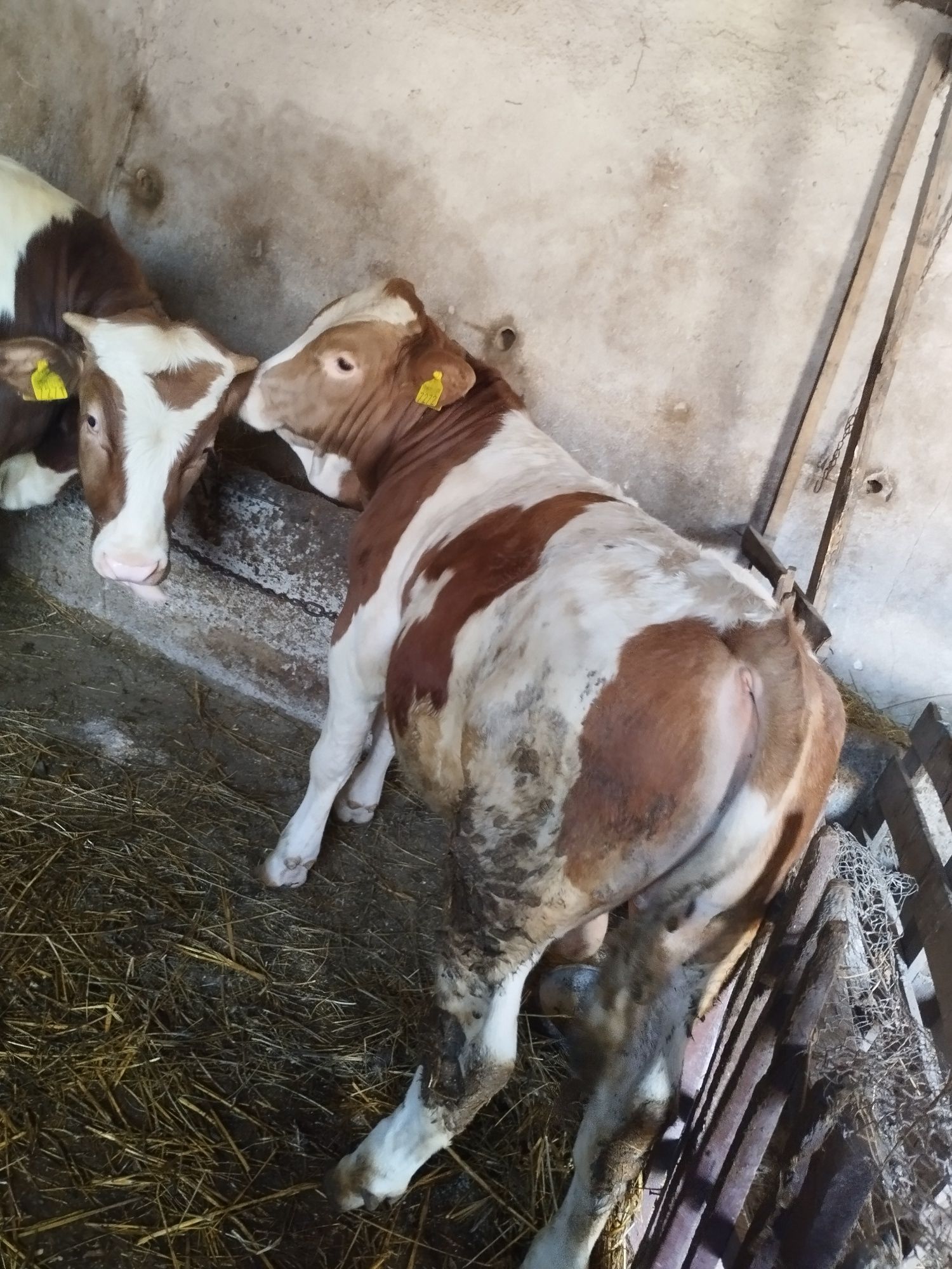 Vând vițel aproximativ 350 kg