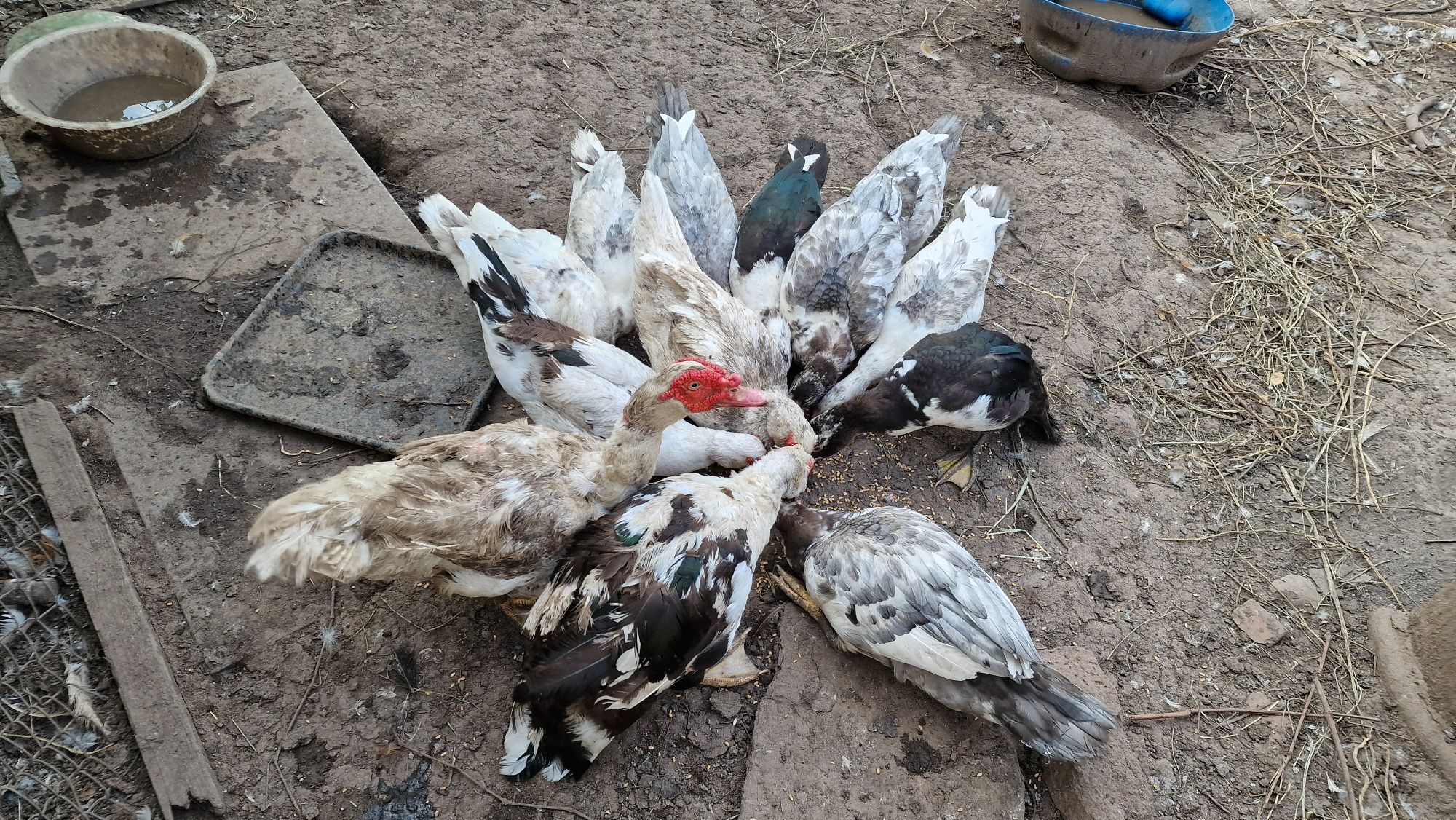 Продавам стадо от 13 патици