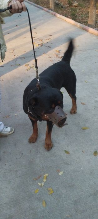 Продам собаку Ротвелера