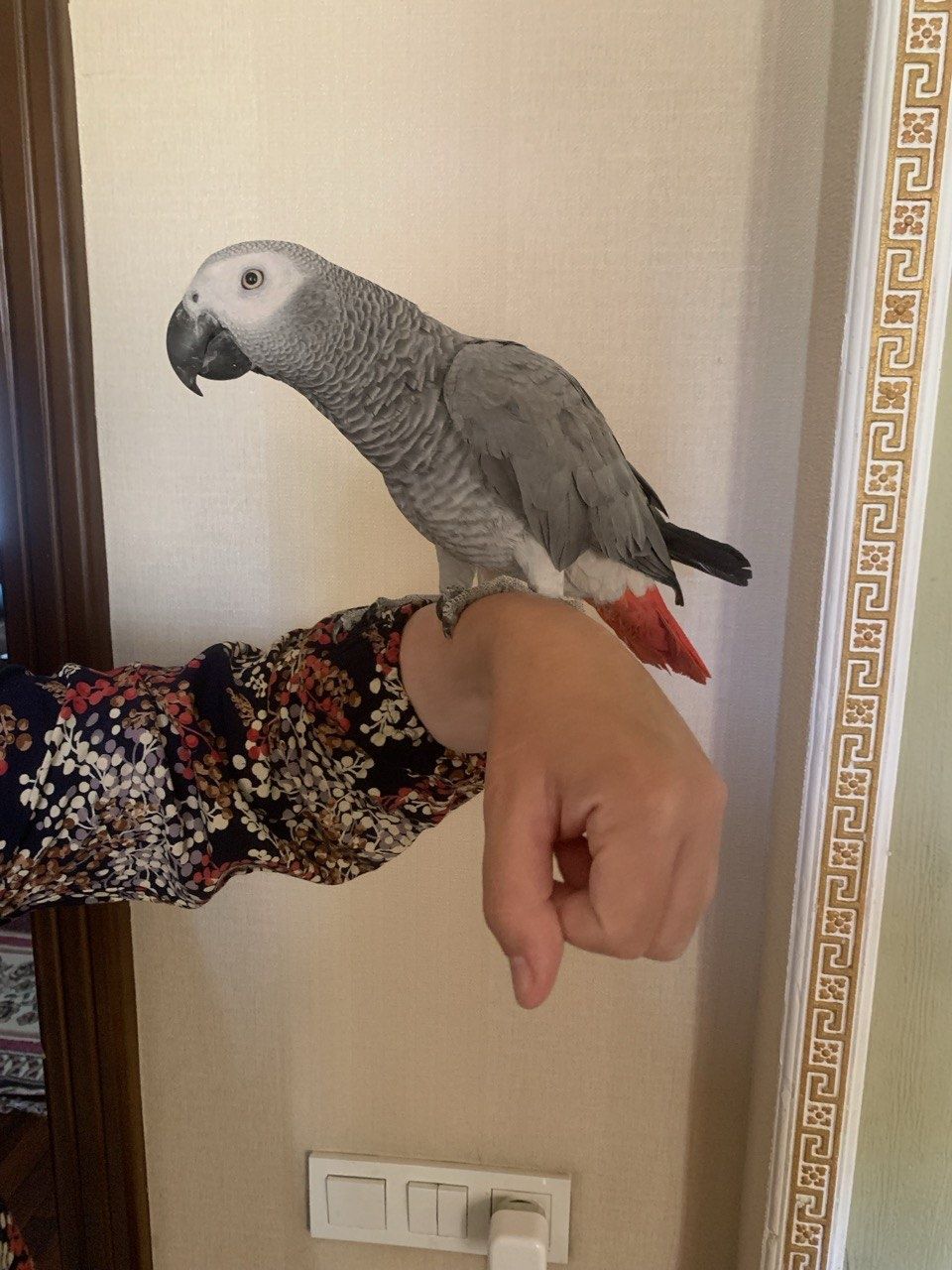 Продаю попугай жако