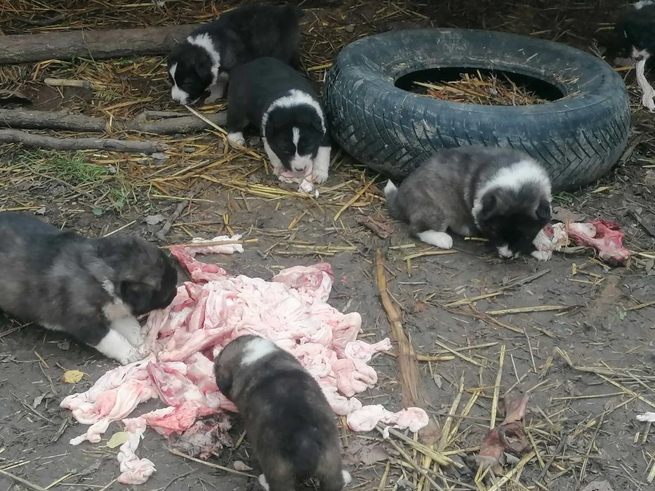 Кученца порода Българско овчарско куче - Каракачанки 130 лв.