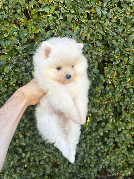 Померан - шпиц момичета