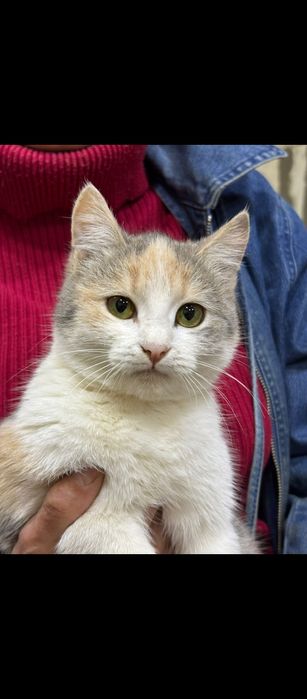 Молодая кошечка .