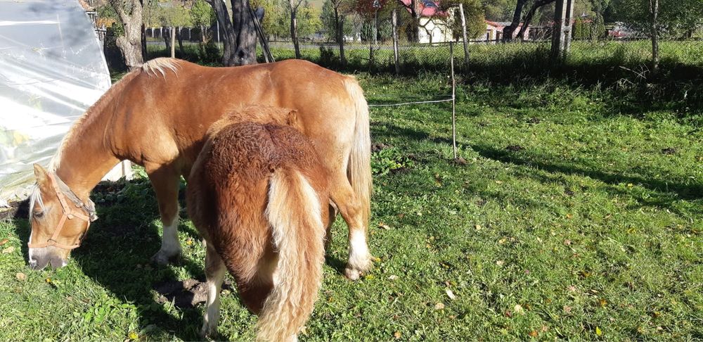 Vand manzul din imagini