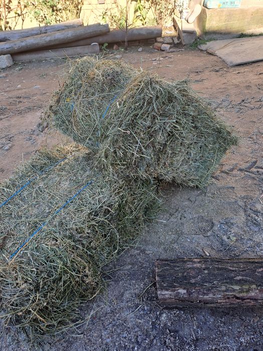 Vând baloti de lucerna.