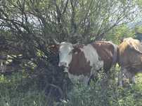 Vând vacă baltata românească de 4 ani, gestanta în 3 luni