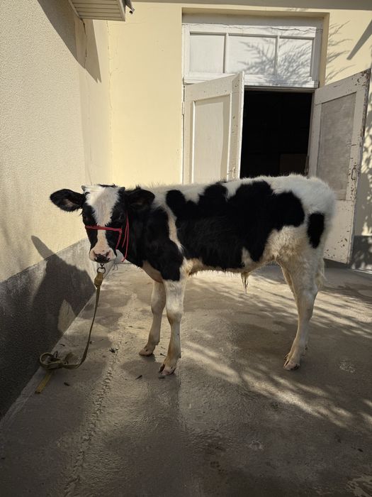 Buqacha 5 oylik ola qora