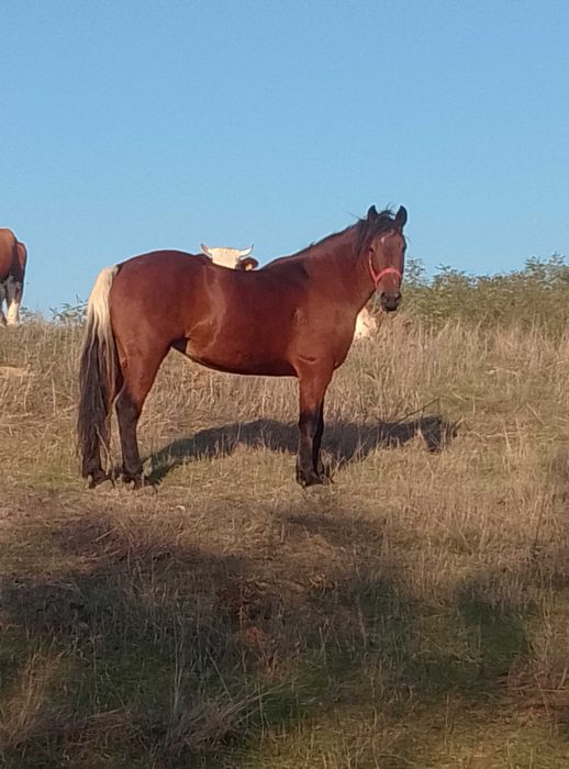 Vând iapă sau schimb cu vacă sau capre