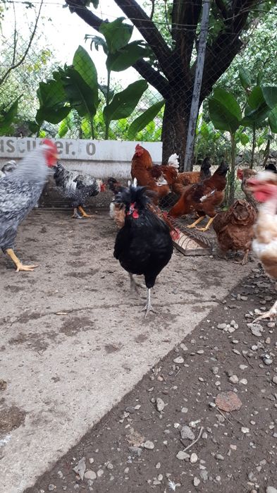 Moțat olandez matur