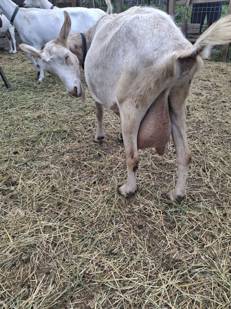 Capre sanenn  șut genetic