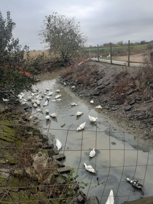 Vand rațe și gâște