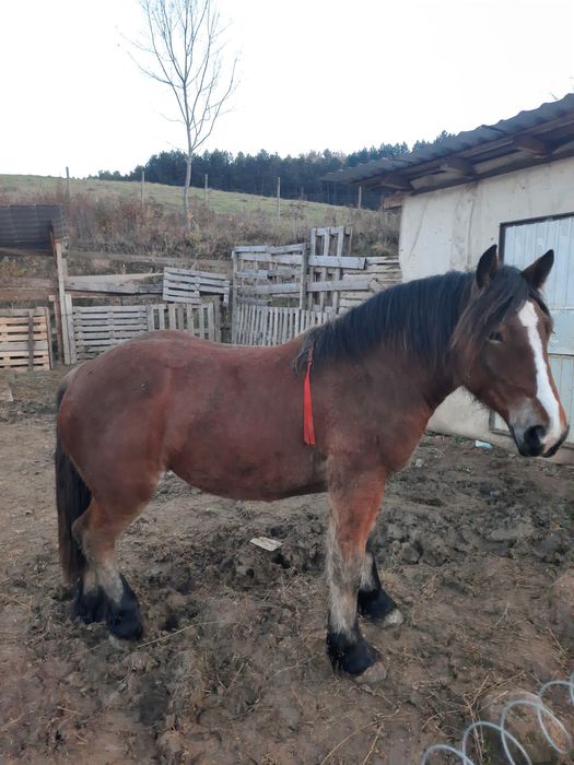 Manza de vanzare 1,6 luni