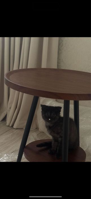 кошка мальчик ааа